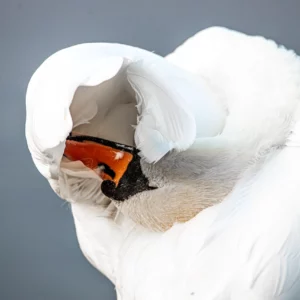 Cygne tuberculé